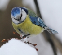 Parus caeruleus_2